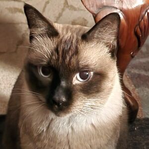 Meet your Posher, Lillian